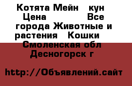 Котята Мейн - кун › Цена ­ 19 000 - Все города Животные и растения » Кошки   . Смоленская обл.,Десногорск г.